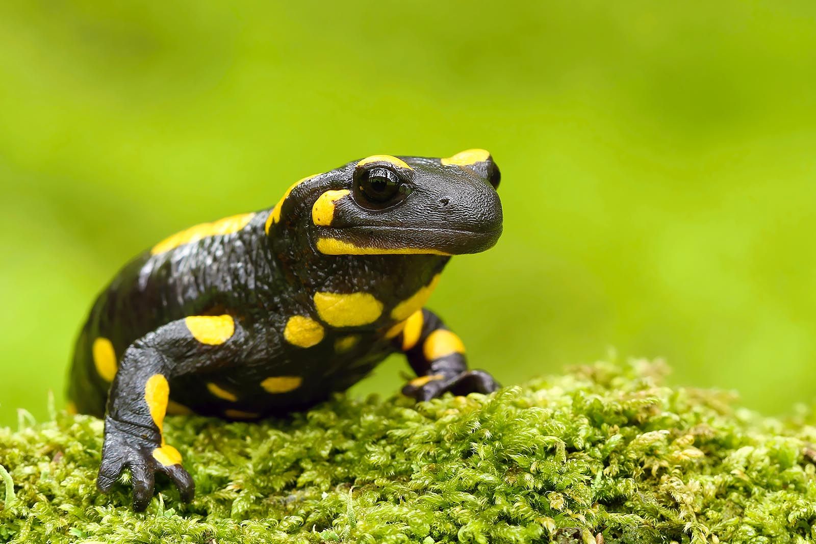 Salamandra de Pintas Amarelas