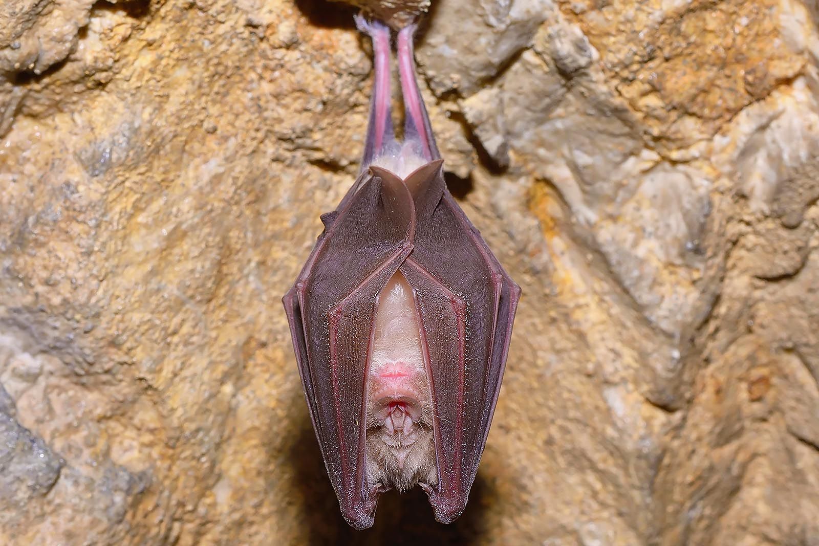 Morcego de Ferradura Grande