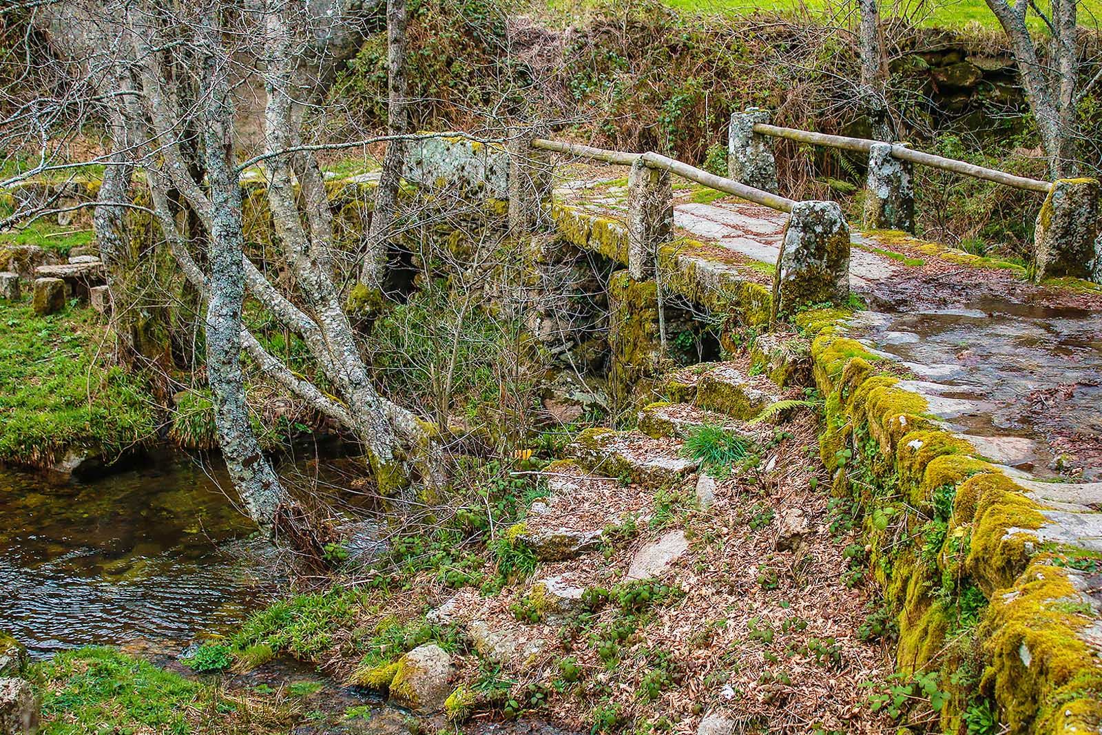 Floresta